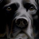 Larger than Life - Black Labrador