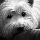 Dog Tired - Wessex Highland Terrier