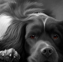Dog Tired - Springer Spaniel on Canvas