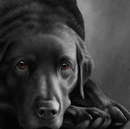 Dog Tired - Black Labrador
