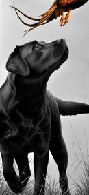 Cock up - Black Labrador