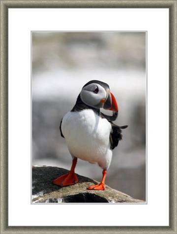 Puffin1