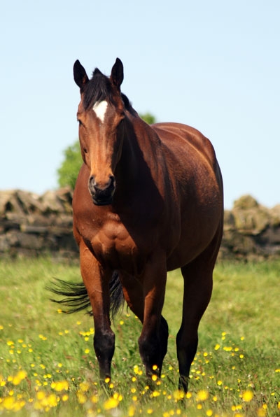 Hi My Name is Mr Ed