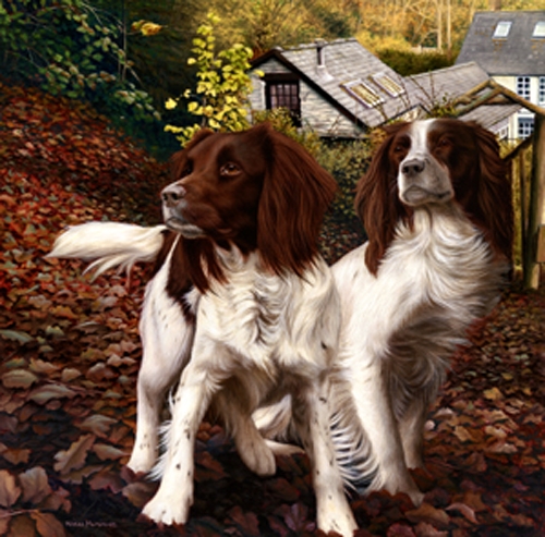 Autumn Watch - Springers