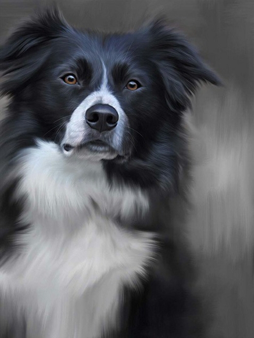 Border Collie