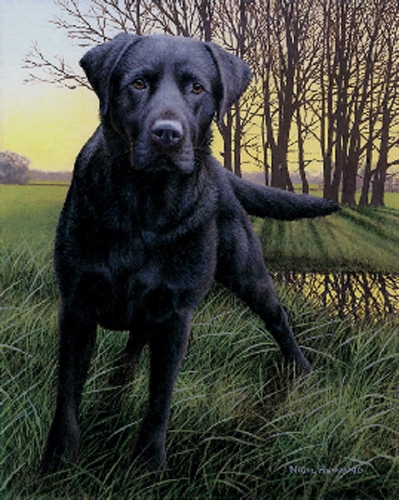 Black Watch - Black Labrador