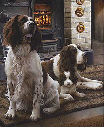 Spring Range - Springer Spaniel