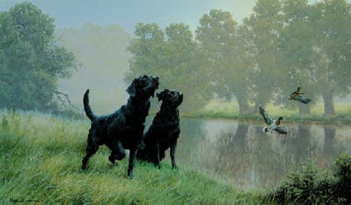 Water Sports - Black Labradors