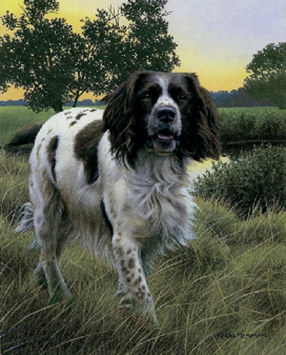 Spring Watch - Springer Spaniel