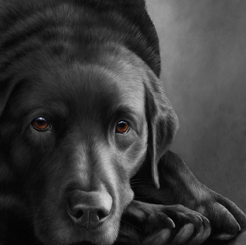Dog Tired - Black Labrador