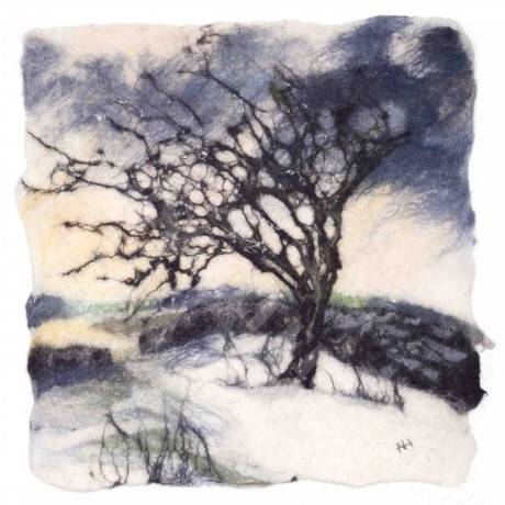Winter Hawthorn