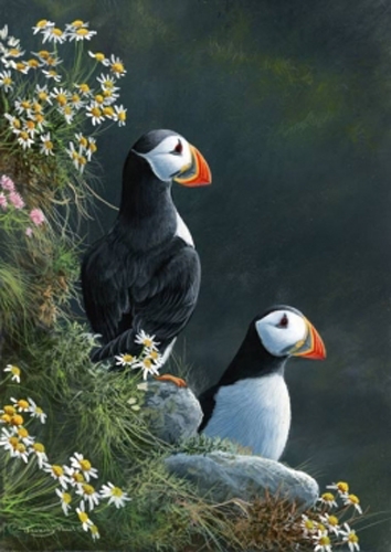 Puffins - Peel Hill