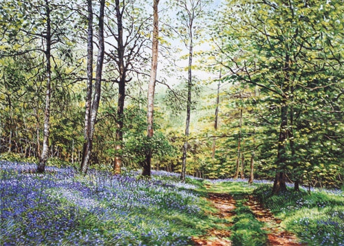 BlueBells,Cuckoo Coppice11