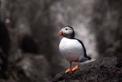 Puffin too