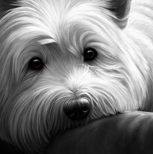 Dog Tired - West Highland Terrier on Canvas