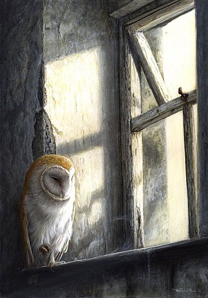 Barn Owl - Window Light