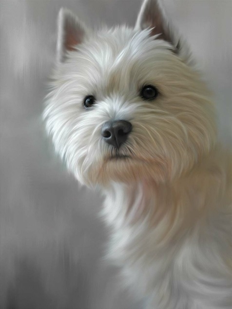 West Highland Terrier