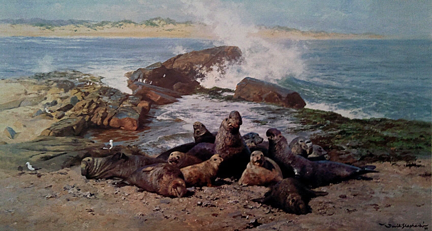 Elephant Seals