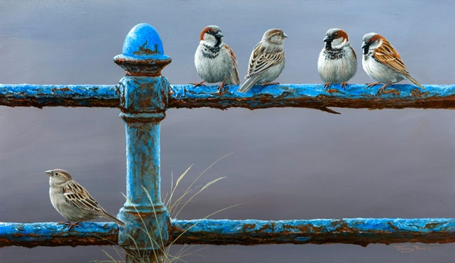 Social Distancing House Sparrows