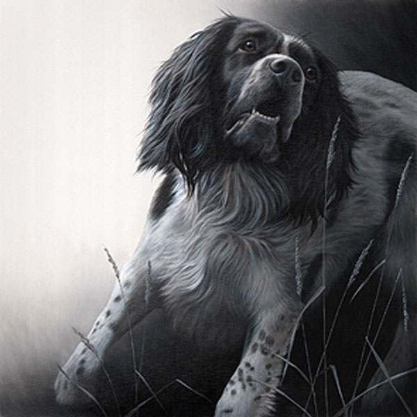 Field Sports - Springer Spaniel Canvas