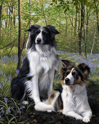 Blue's and Two's - Collies