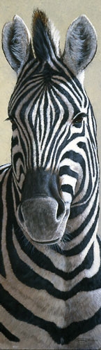 Zebra