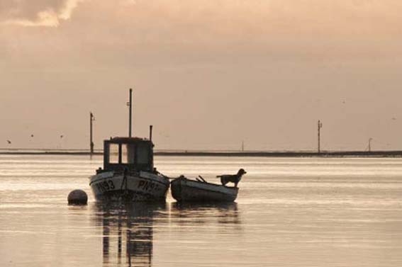 Lytham Shrimpers Dog