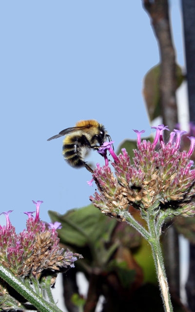 Bee 3