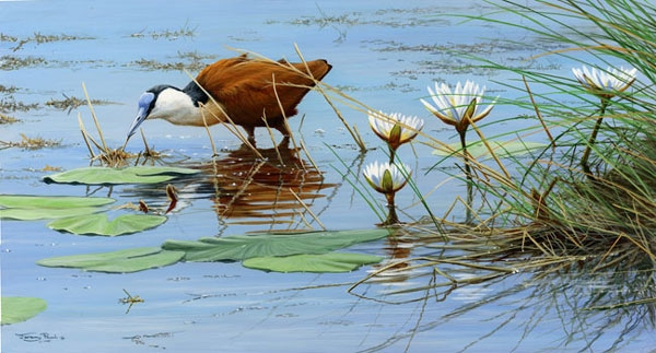 African Jacana