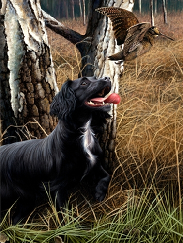 Cocker-The-Woods - Cocker Spaniel