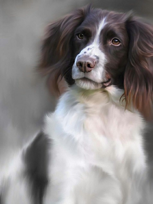 English Springer Spaniel