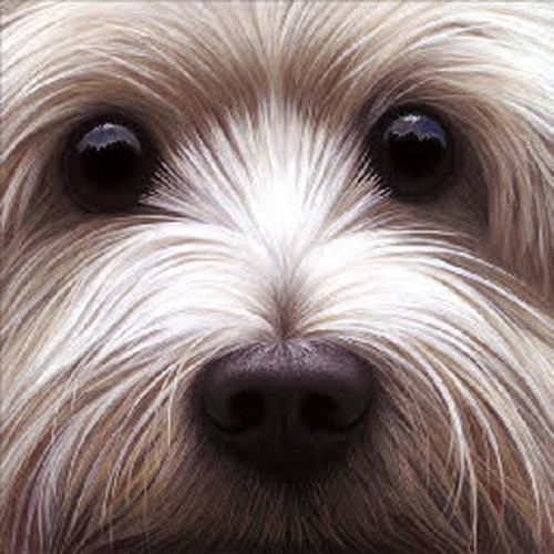 Larger Than Life West Highland Westie on Canvas