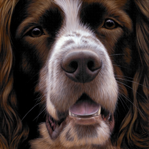 Larger than Life - Springer Spaniel