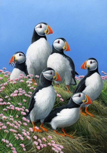 Puffins