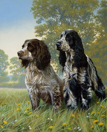 Cocker Two - Cocker Spaniel