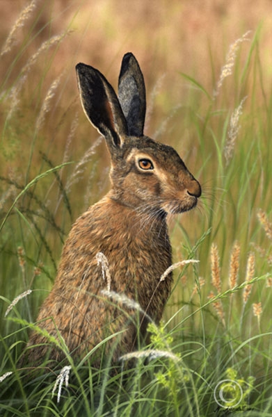 Brown Hare