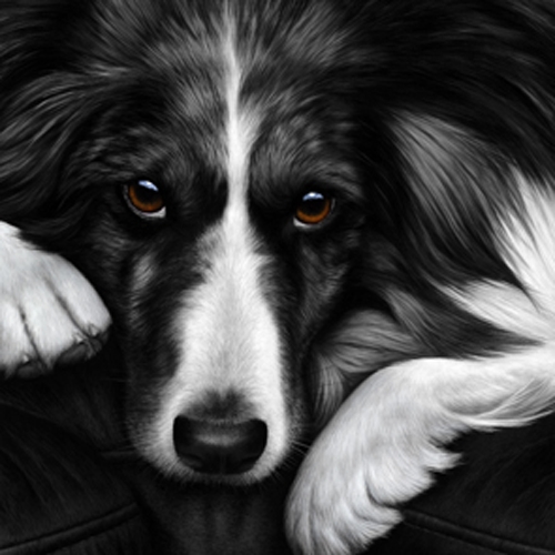 Dog Tired - Border Collie