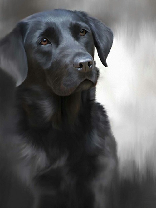 Black Labrador