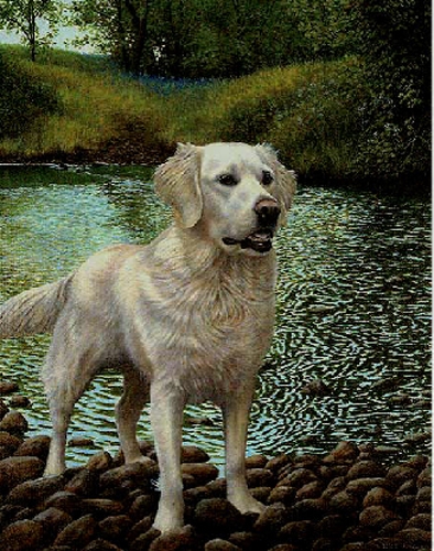 White Gold - Golden Retriver