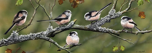 Long Tailed and Litchens