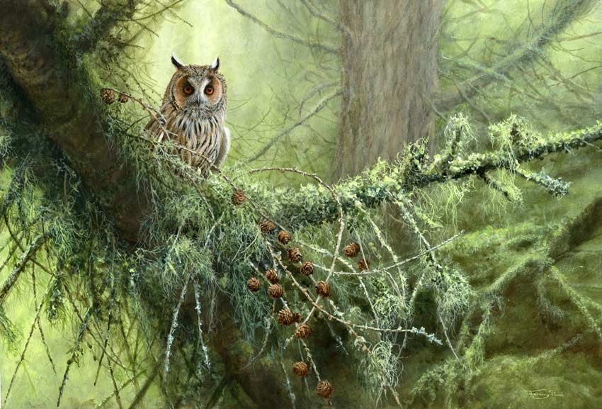 Long Eared Owl