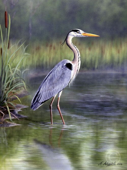 Grey Heron