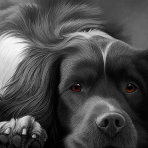 Dog Tired - Springer Spaniel on Canvas