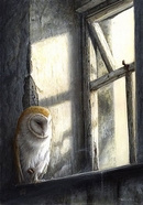 Barn Owl - Window Light